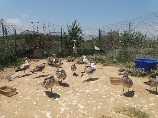 Διακόπτει τη λειτουργία του ο σταθμός πρώτων βοηθειών για τα άγρια ζώα στη Β.Ελλάδα