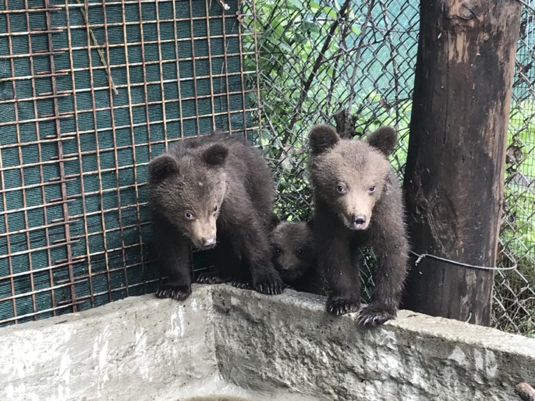 Αμύνταιο:Τρία μικρά ορφανά αρκουδάκια στον ΑΡΚΤΟΥΡΟ(video)