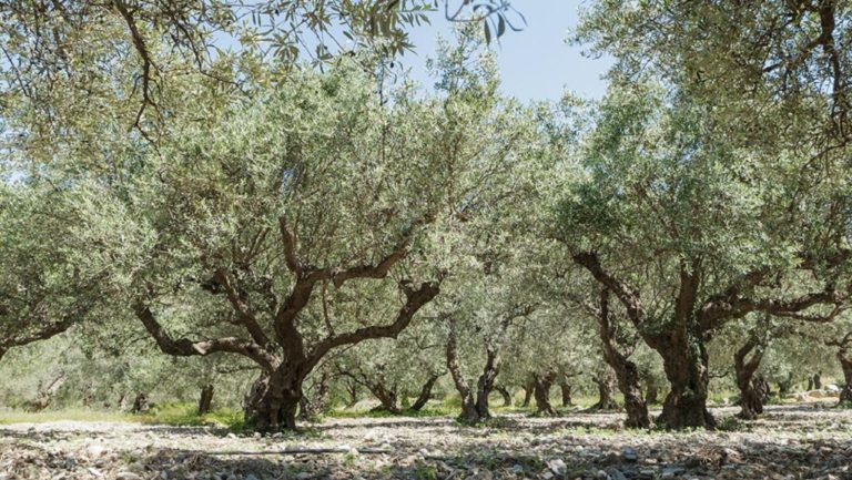 Δραματική λόγω ανομβρίας η ελαιοπαραγωγή στη Βιάννο