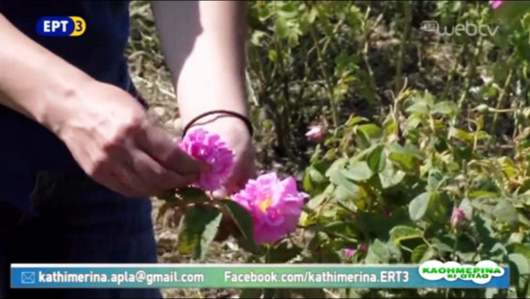 Κερδίζουν έδαφος αρωματικά και φαρμακευτικά φυτά (video)
