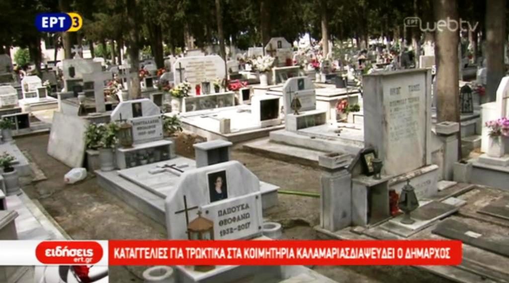Καταγγελία για τρωκτικά στα κοιμητήρια Καλαμαριάς (video)