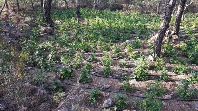 Mεγάλη φυτεία κάνναβης στην Ιεράπετρα