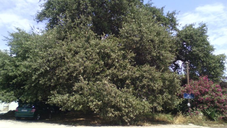 Δένδρο 700 ετών στη Ραφήνα – Χαρακτηρισμένο ως μνημείο από το ΥΠ.ΠΟ