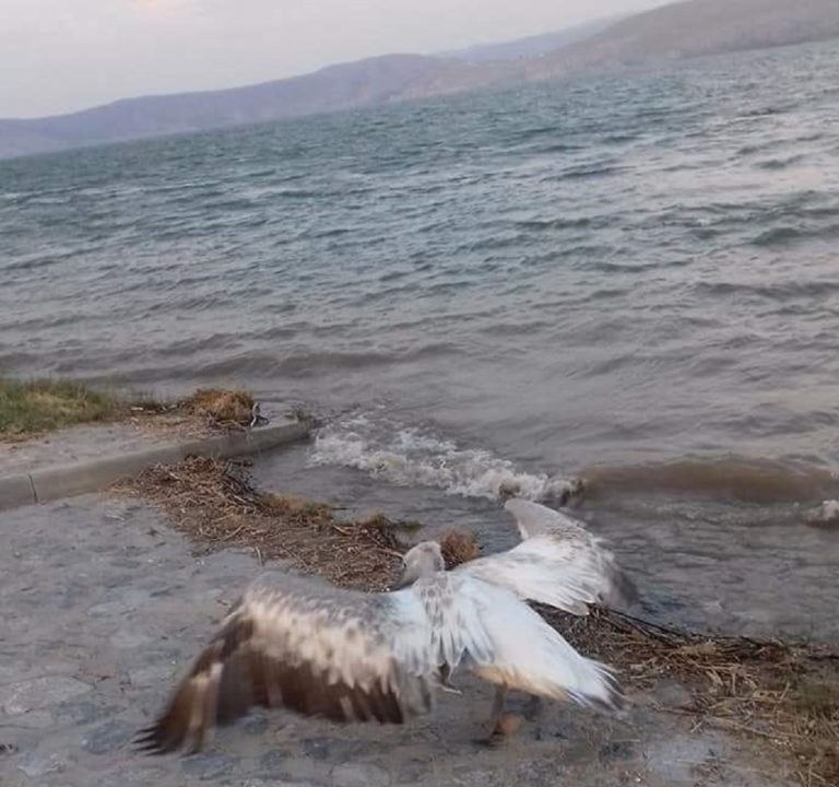 Φλώρινα: Άρρωστος πελεκάνος βρέθηκε στη Λίμνη Βεγορίτιδα