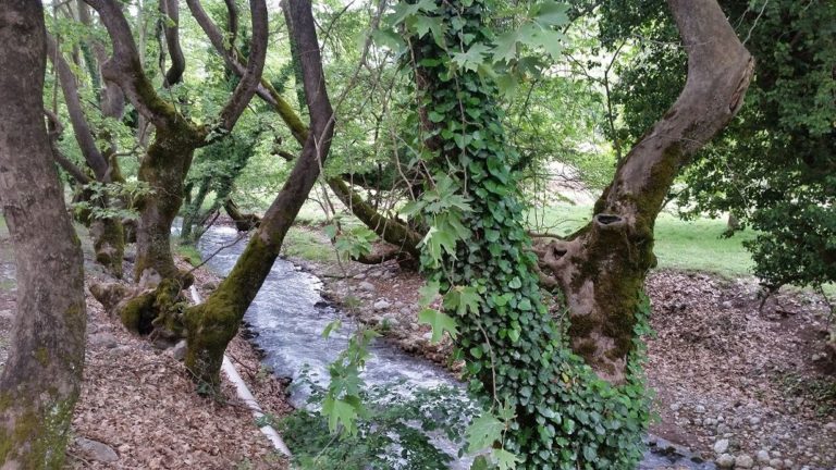 Γιορτή για το ρέμα της Πικροδάφνης την Κυριακή 10 Ιουνίου