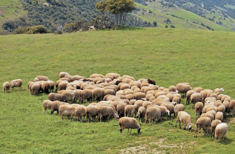Αύξηση κατά 16 εκ. ευρώ για την Κρήτη στην Βιολογική κτηνοτροφία