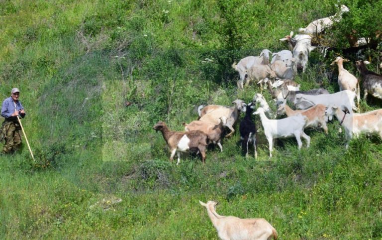 Σε απόγνωση οι κτηνοτρόφοι στην ΑΜΘ