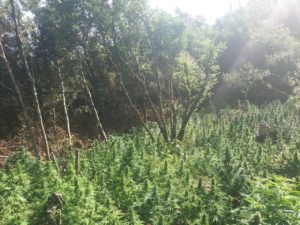 Καλά οργανωμένοι οι καλλιεργητές χασίς στη Φθιώτιδα