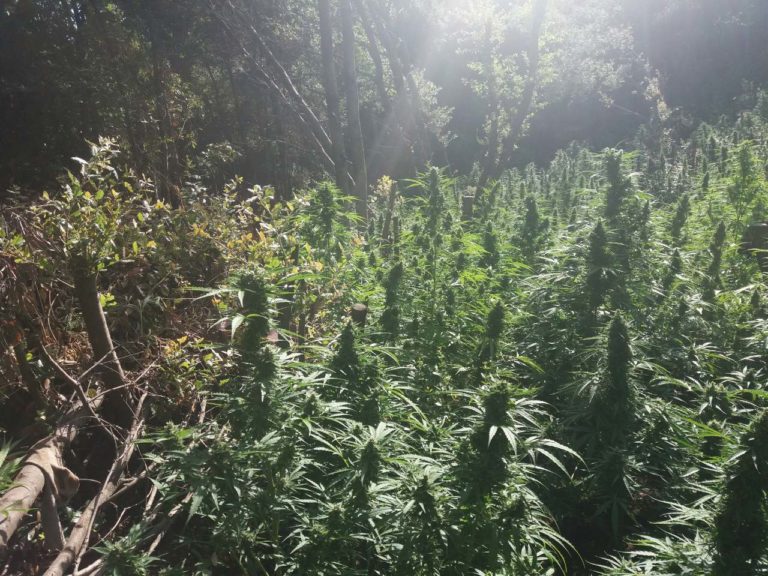 Καλά οργανωμένοι οι καλλιεργητές χασίς στη Φθιώτιδα