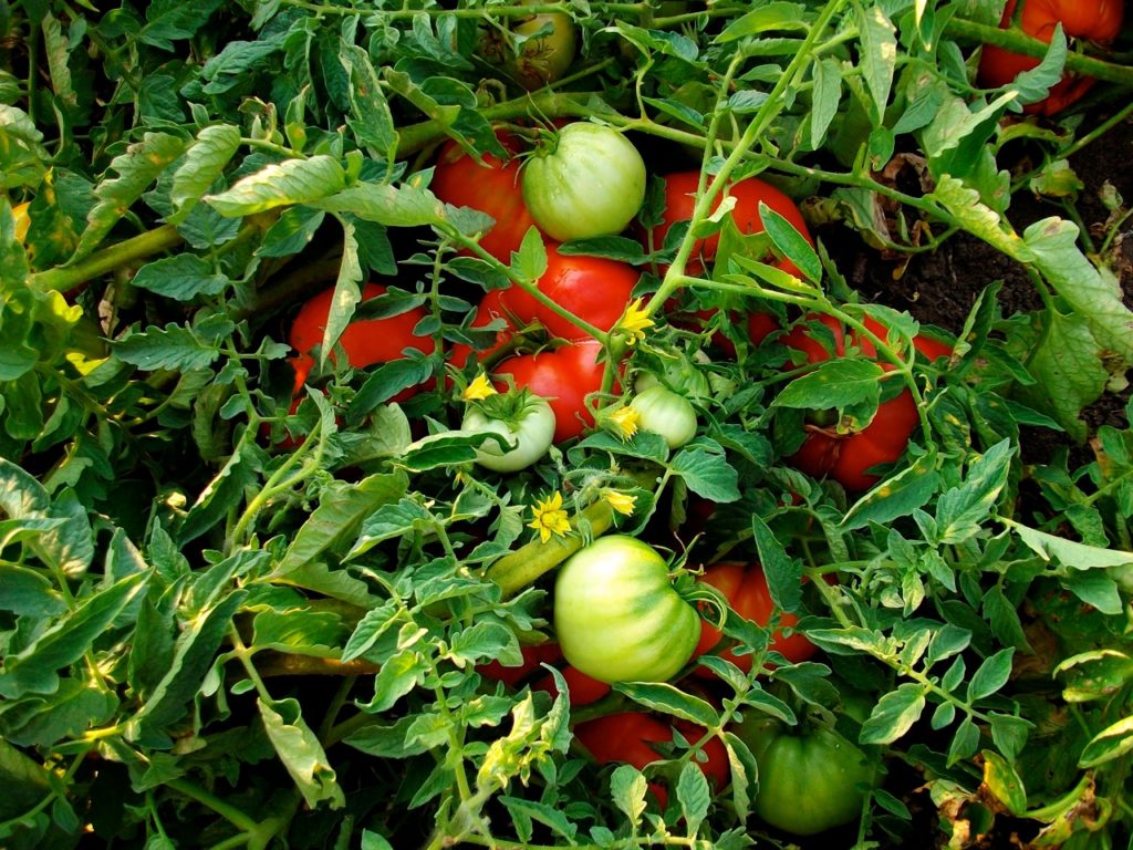 Ρέθυμνο: Οδηγίες για την ασφαλή φυτοπροστασία της ντομάτας