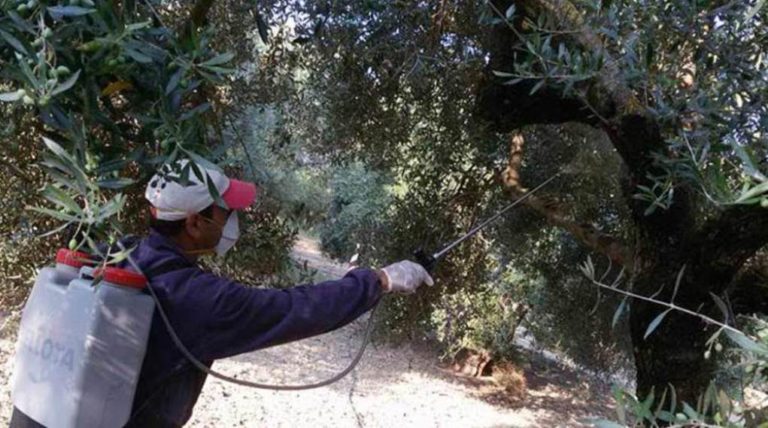 Χίος: Πρόγραμμα δακοκτονίας λόγω αυξημένης καρποφορίας