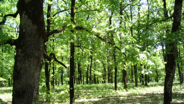 Μελέτες διαχείρισης δασών στο Δήμο Νεστορίου