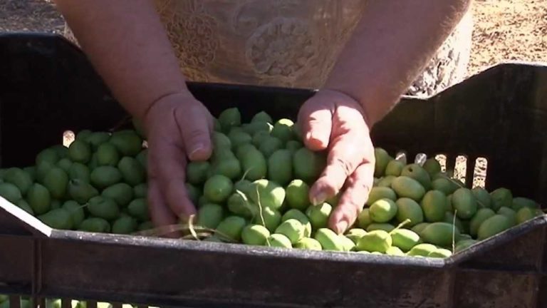 Μυστικά και αλήθειες για το λάδι (video)