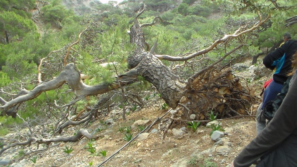 Ηράκλειο: Νεκρός βρέθηκε ο πεζοπόρος στο Φαράγγι Κουδουμά
