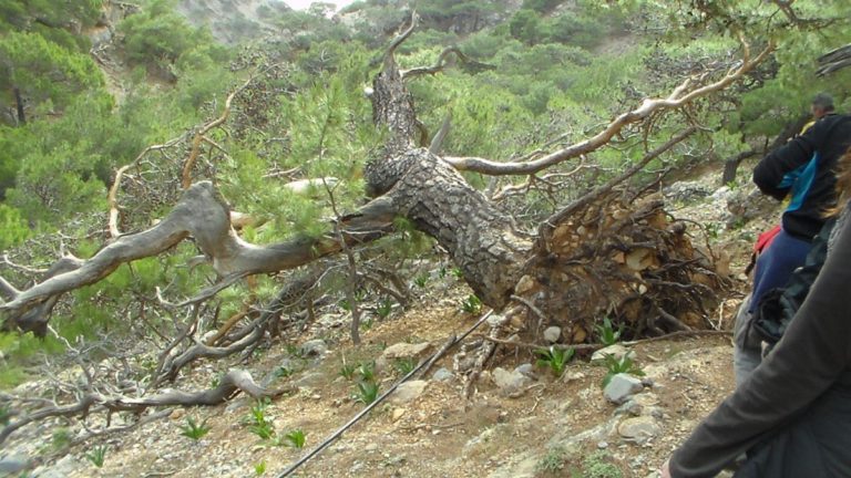 Σέρρες: Πτώσεις δέντρων και διακοπές ρεύματος «έφερε» το μπουρίνι