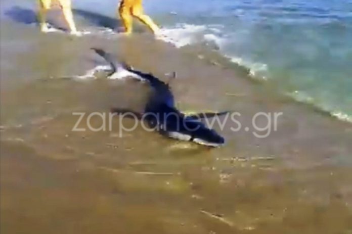 Χανιά: Πολίτες βοήθησαν νεαρό καρχαριοειδές να βρεί το δρόμο του στην ανοικτή θάλασσα (video)