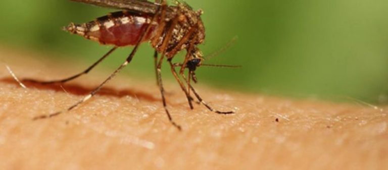 Περιφέρεια Θεσσαλίας: Μέτρα προστασίας από τα κουνούπια