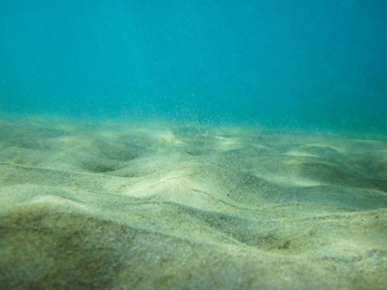 Τα πρώτα ζώα της Γης συνέβαλαν επίσης στην κλιματική αλλαγή πριν από εκατοντάδες εκατομμύρια χρόνια