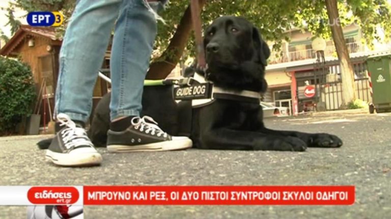 Mπρούνο και Ροξ, οι δύο πιστοί σύντροφοι σκύλοι (video)
