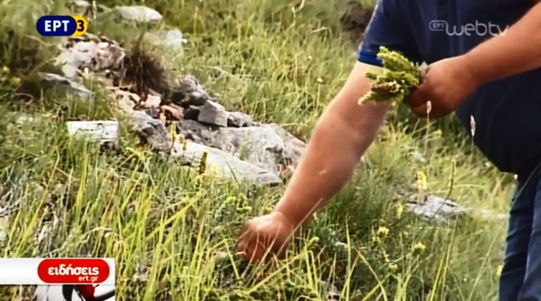 Το φημισμένο τσάι Ολύμπου (video)