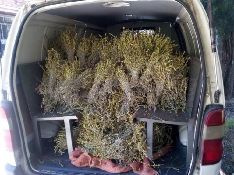 Τους έπιασαν με 60 κιλά τσάι