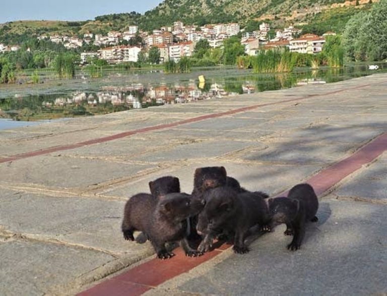 Δυτική Μακεδονία: Πρόγραμμα για τον εντοπισμό μινκ (video)