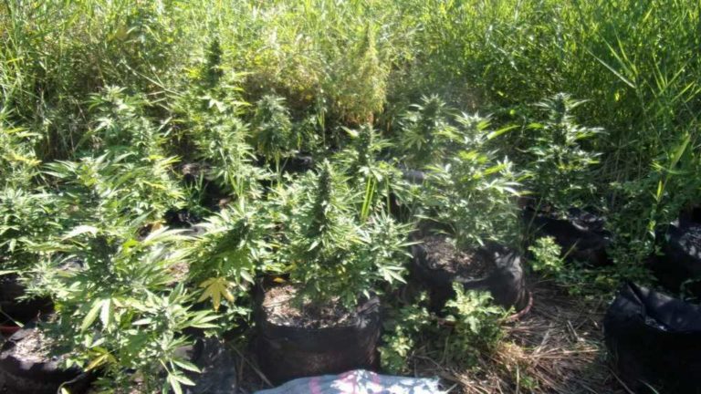 Εντοπίστηκε φυτεία δενδρυλλίων κάνναβης στην Ρόδο