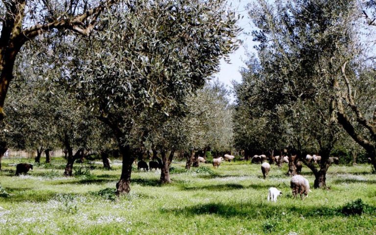 Δράμα: Εκπαιδευτικό πρόγραμμα σε ελαιοπαραγωγούς