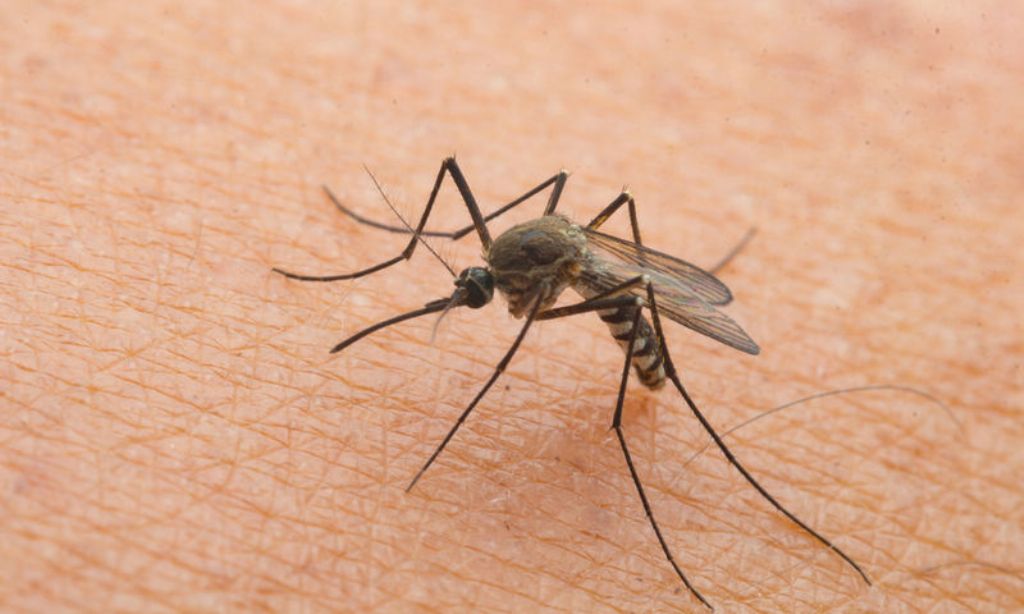 “Καμπανάκι” από ECDC για εξάπλωση του Δάγκειου Πυρετού και άλλων ασθενειών που μεταδίδονται με τα κουνούπια