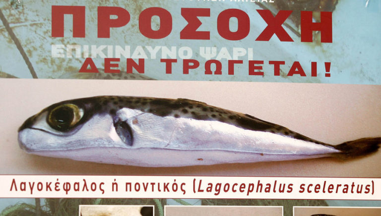 Χανιά: Προσοχή στον λαγοκέφαλο. Τοξικό και επικίνδυνο ψάρι. Οδηγίες από την Περιφέρεια