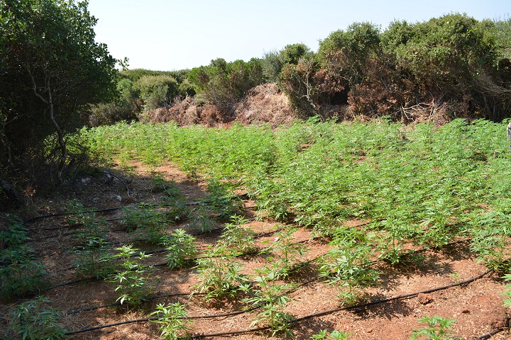 Μεσσηνία: Φυτεία κάνναβης με 2000 δενδρύλλια. Έρευνες για τη σύλληψη των καλλιεργητών 