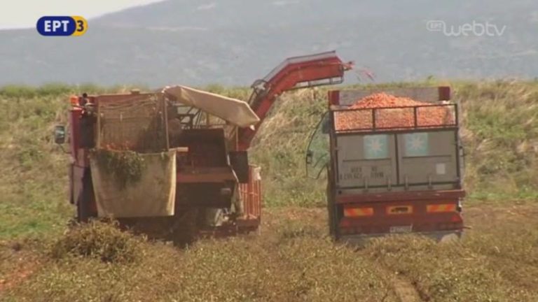 Νέα καλλιέργεια: Βιολογική βιομηχανική ντομάτα (video)