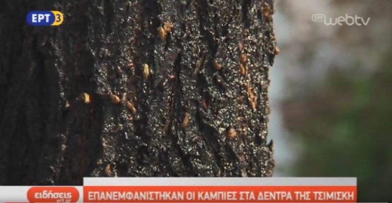 Επανεμφανίστηκαν οι κάμπιες στα δέντρα της Τσιμισκή (video)