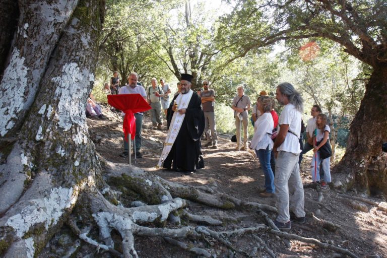 Αμπελιτσιά 700 χρόνων στην μνήμη του καθηγητή Ράκχαμ