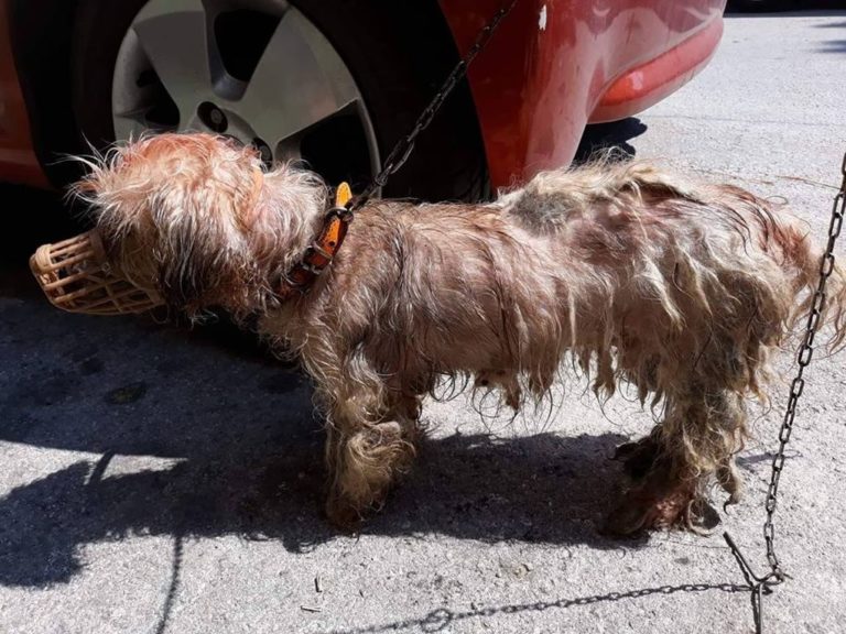 Πρόστιμο 30.000 ευρώ σε 62χρονο που περιέλουσε σκυλάκι με πετρέλαιο