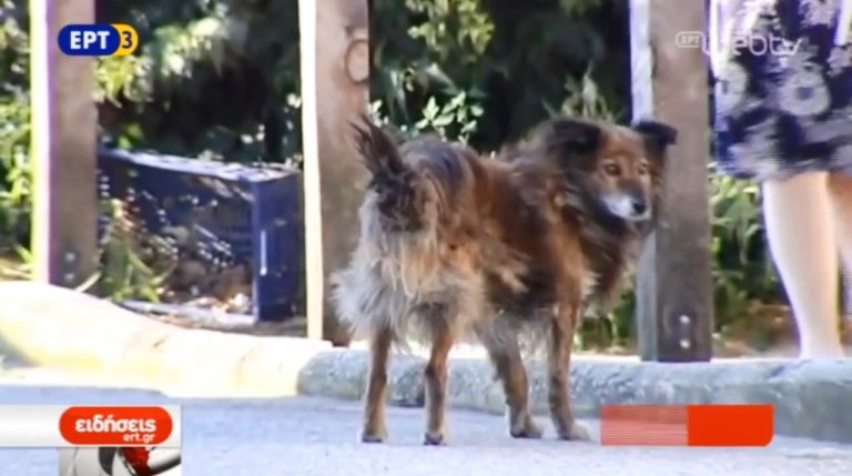 Παρέμβαση εισαγγελέα για φόλες στη Λάρισα (video)