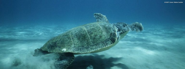 Κέρκυρα: Τραυματισμένη χελώνα στη Λευκίμμη