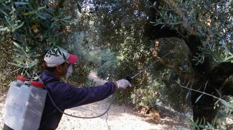 Μεσσηνία: Η δακοκτονία σήμερα Πέμπτη