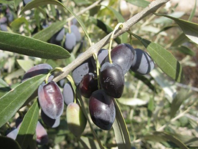 Επιχορήγηση συνεταιρισμού Θεσπρωτίας –Πρέβεζας