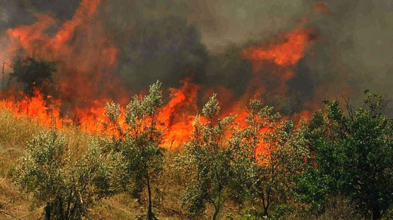 Σε εξέλιξη πυρκαγιά στις Ροβιές Ευβοίας