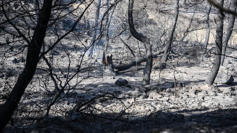 Κοντοδεσπότι Εύβοιας: Η πρώτη αποτίμηση της μεγάλης πυρκαγιάς (video)