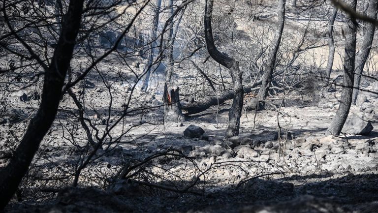 Εύβοια: Σε ύφεση η πυρκαγιά-Β. Αποστόλου στην ΕΡΤ: Αναγκαιότητα η συνεργασία όλων εμπλεκομένων για τη σωστή αντιμετώπιση (video)