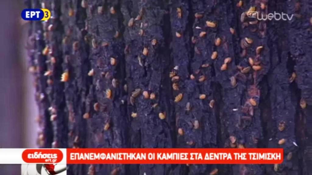 Επανεμφανίστηκαν οι κάμπιες στα δέντρα της Τσιμισκή (video)