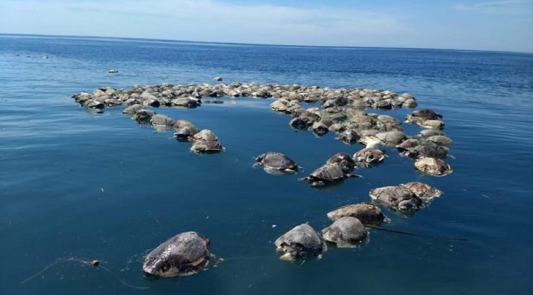 Περίπου 300 θαλάσσιες χελώνες βρέθηκαν νεκρές στο νότιο Μεξικό