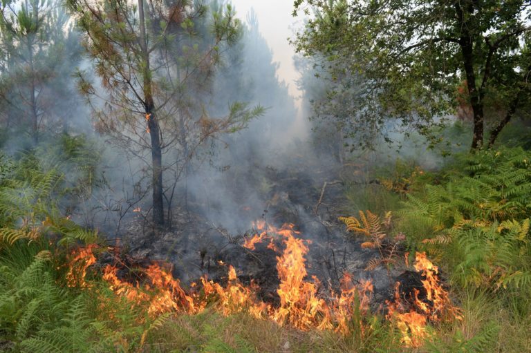 Άμεση κατάσβεση πυρκαγιάς, μικρής έκτασης, στα όρια του περιαστικού δάσους Σέιχ – Σου