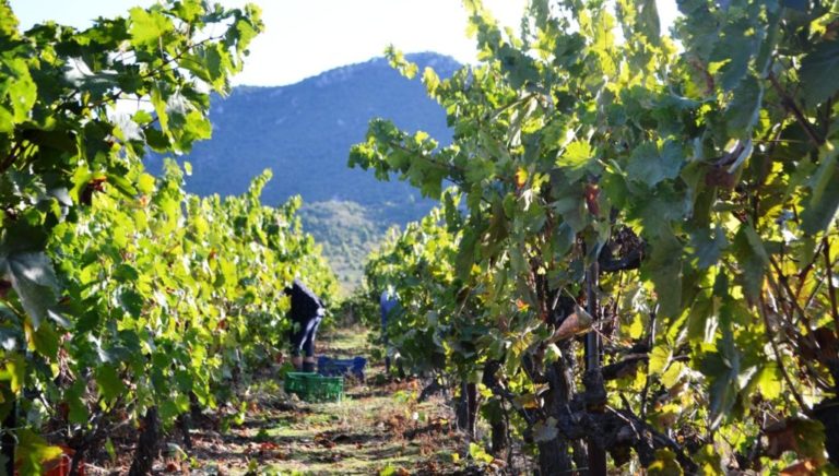 Τρίπολη : Πελοποννησιακά κρασιά στην Αθήνα