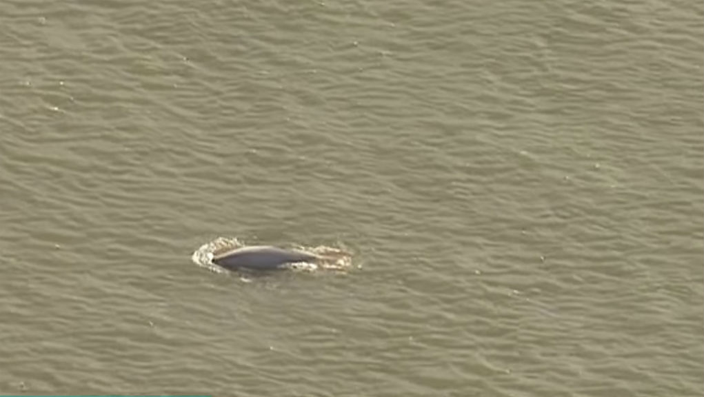 Φάλαινα μπελούγκα εντοπίστηκε στον ποταμό Τάμεση (video)