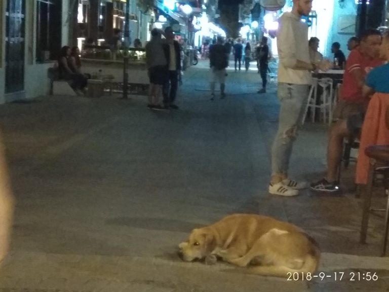 Κομοτηνή: Κάθε εβδομάδα ένα περιστατικό κακοποίησης  ζώων