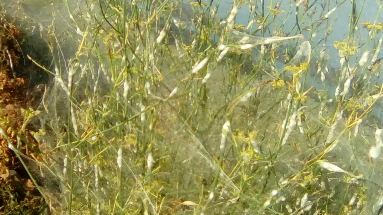 Αιτωλικό : Ιστός αραχνών εξαφανίζει τις σκνίπες