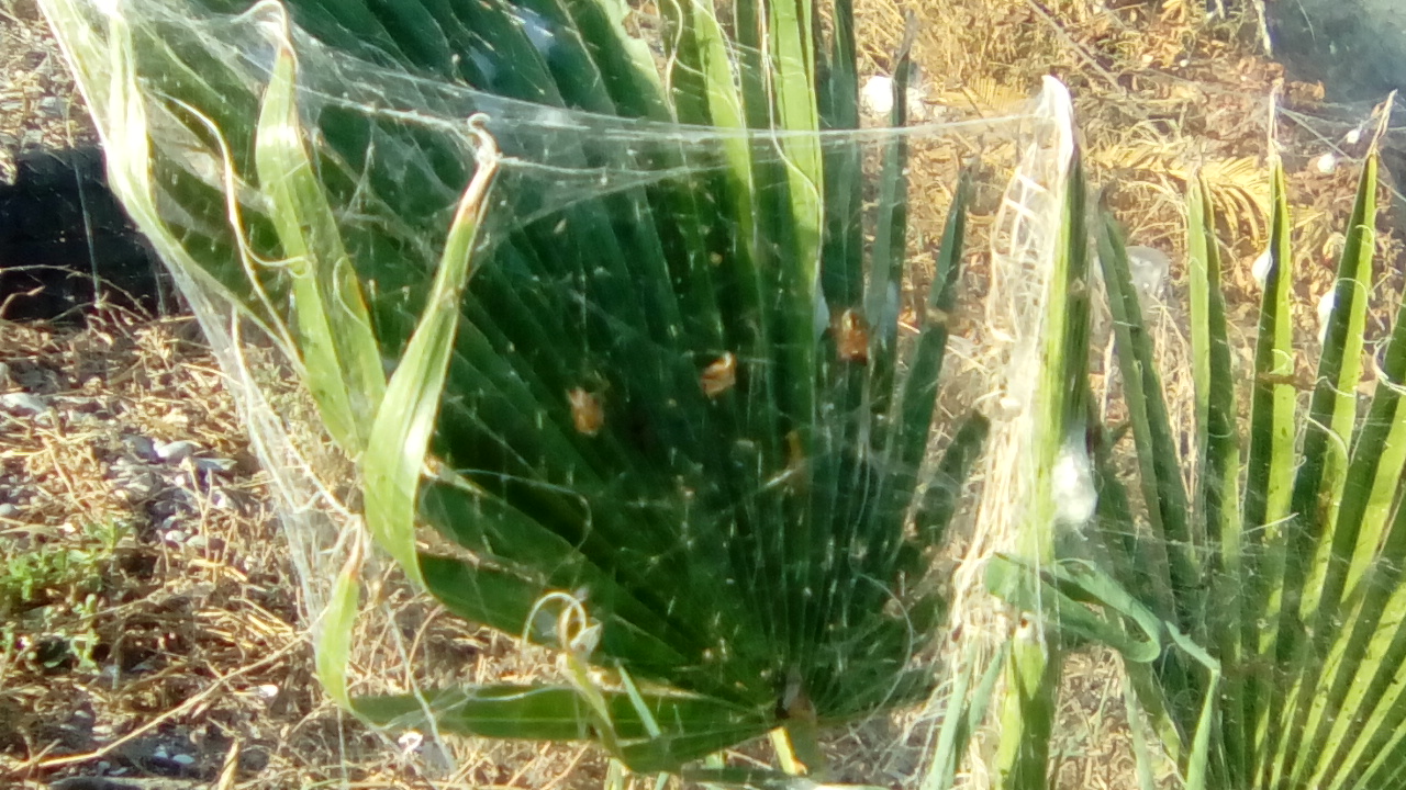 Αιτωλικό : Ιστός αραχνών εξαφανίζει τις σκνίπες